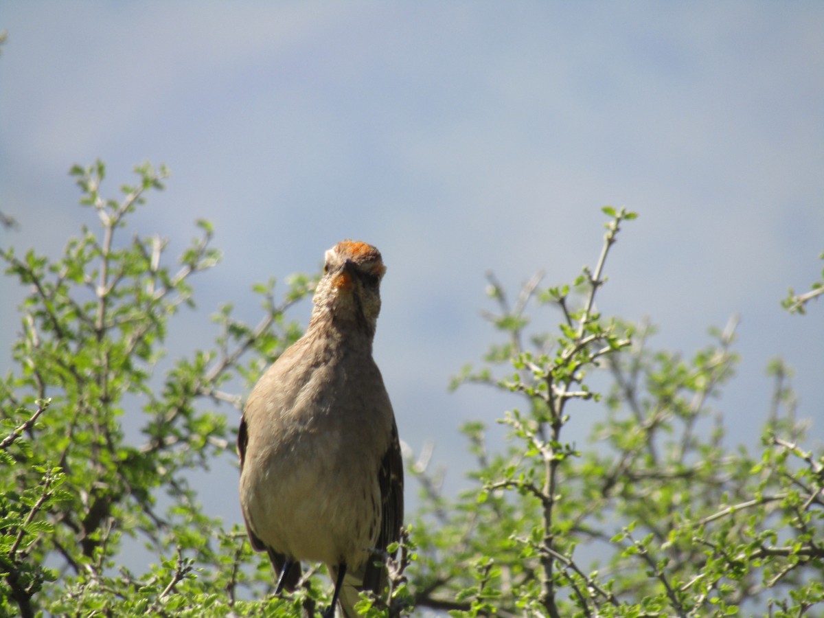 Chilean Mockingbird - ML485078431