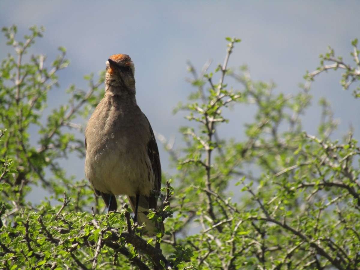 Chilean Mockingbird - ML485078451