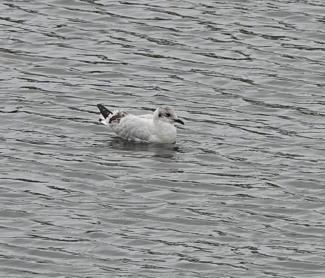 Andean Gull - ML485079651