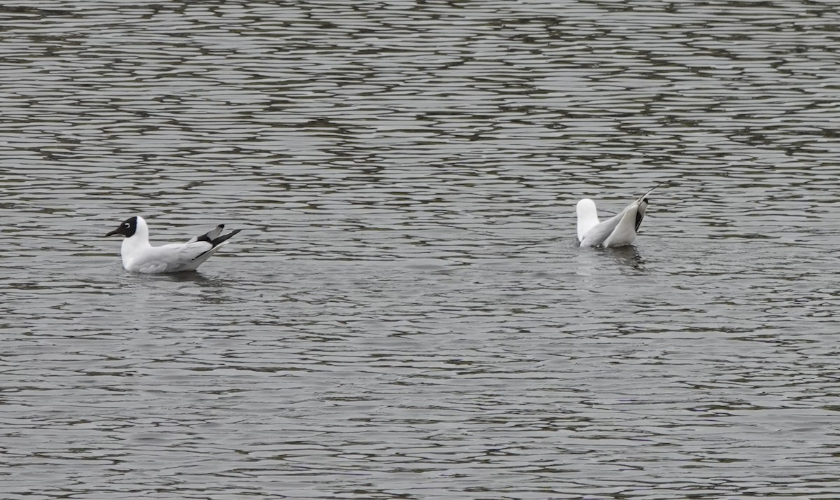 Andean Gull - ML485079671