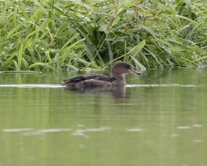 Hooded Merganser - ML485079761