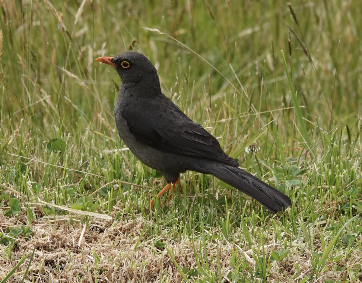 Great Thrush - ML485079831