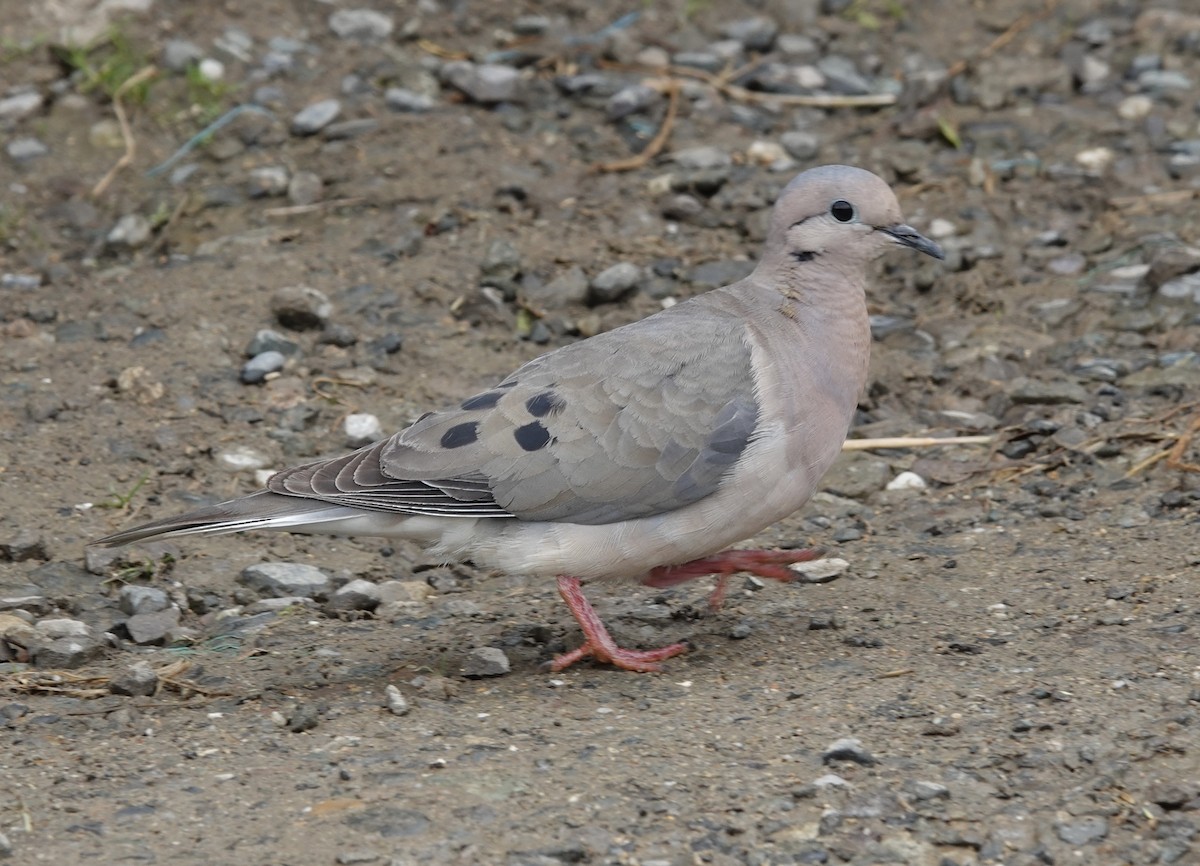 Eared Dove - ML485080201