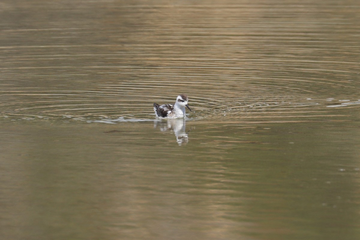 Red-necked Phalarope - ML485080321