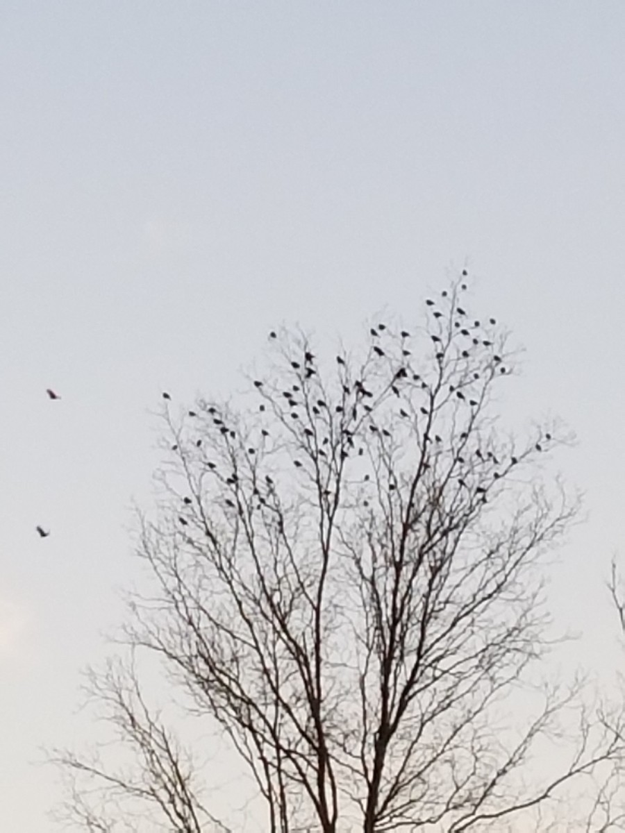 Red-winged Blackbird - ML48508051