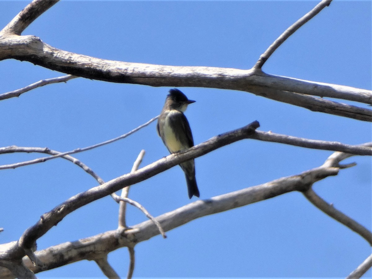 Olive-sided Flycatcher - ML485080511