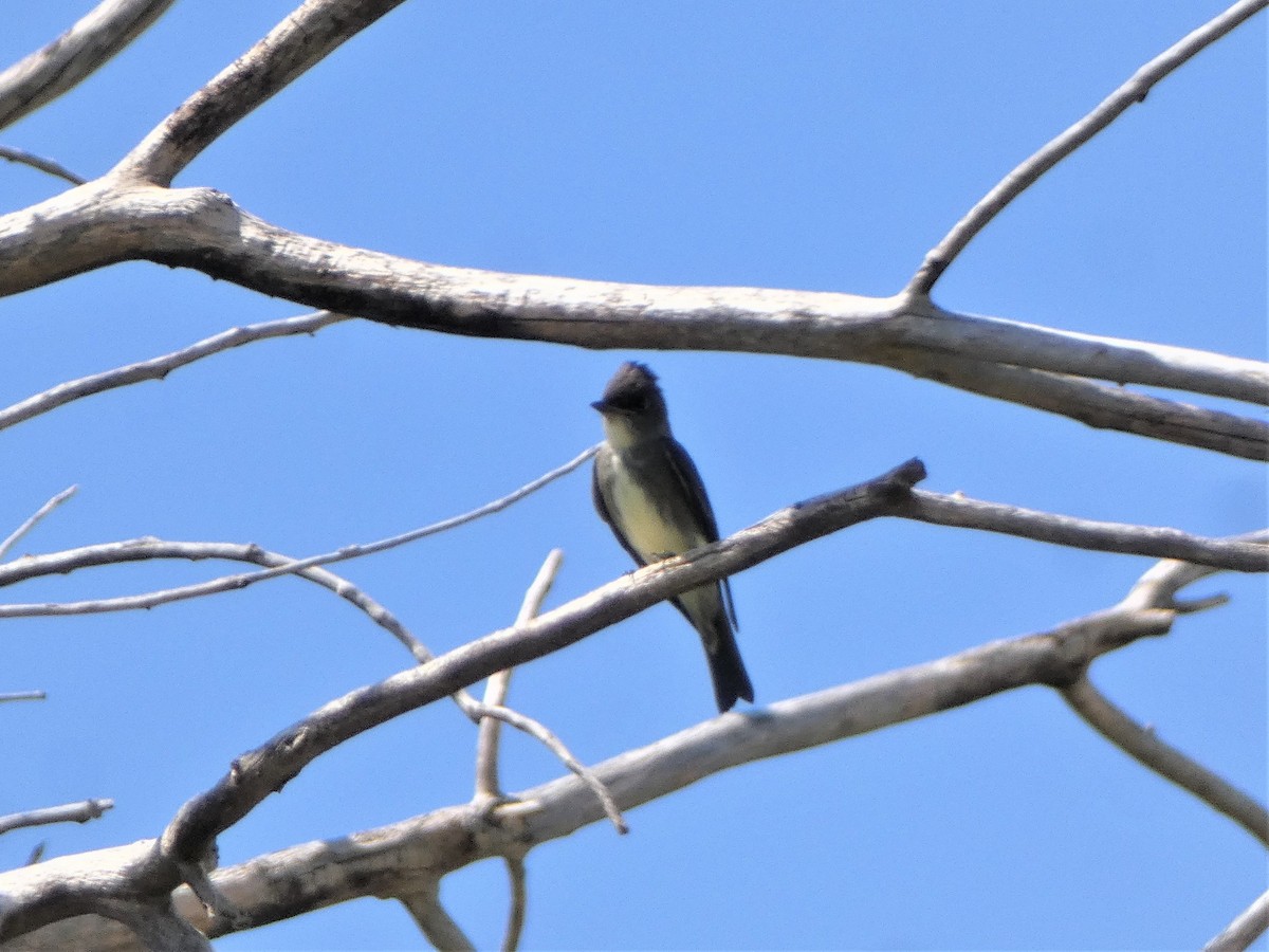 Olive-sided Flycatcher - Chris Chappell