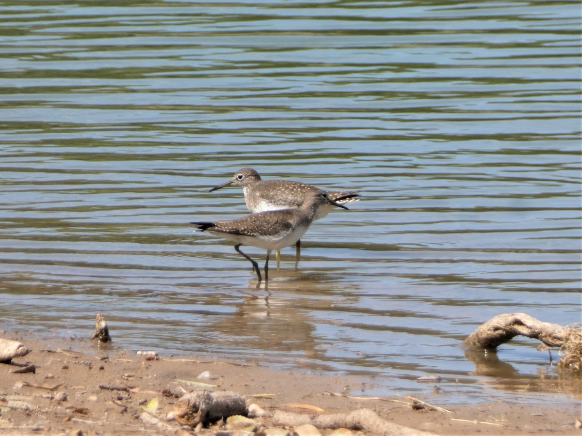 Solitary Sandpiper - ML485080781