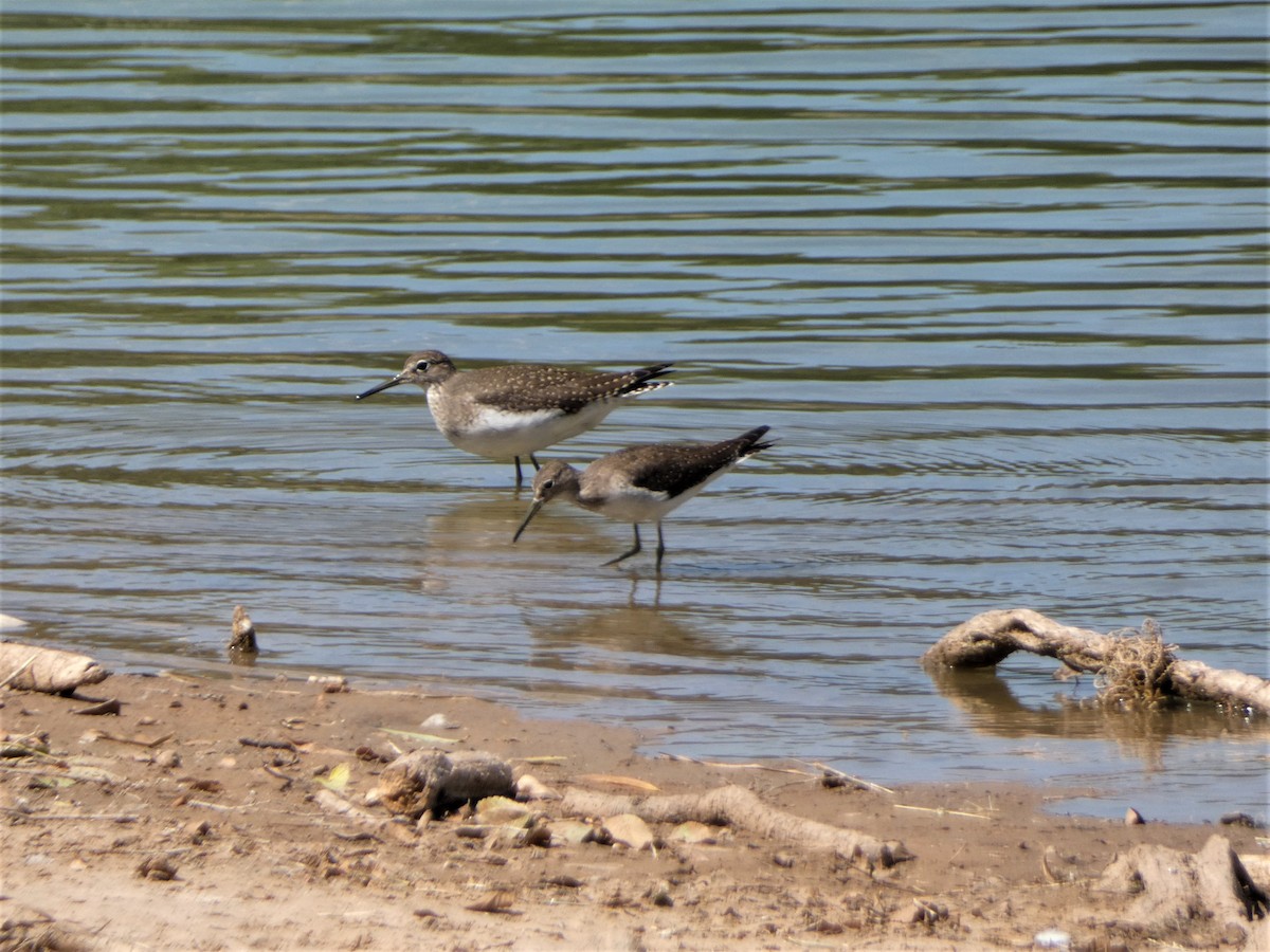 Solitary Sandpiper - ML485080791