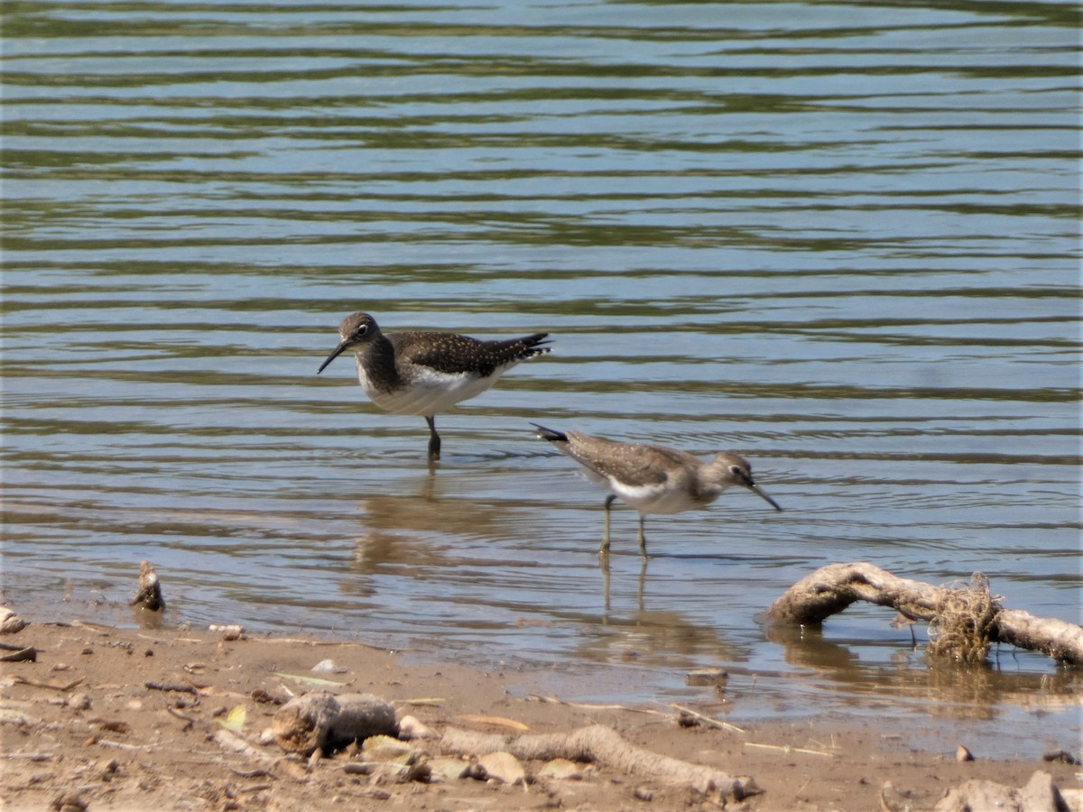 Solitary Sandpiper - ML485080821