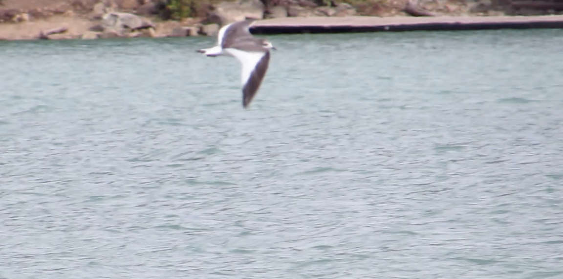 Sabine's Gull - ML485080881