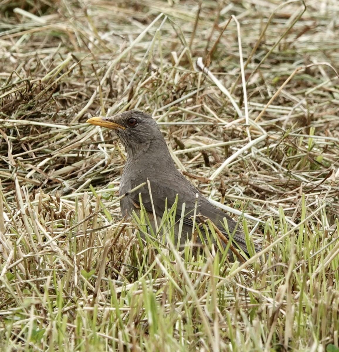 Chiguanco Thrush - ML485081121