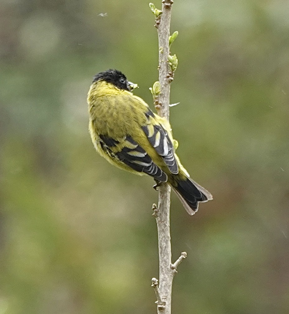 Hooded Siskin - ML485081781