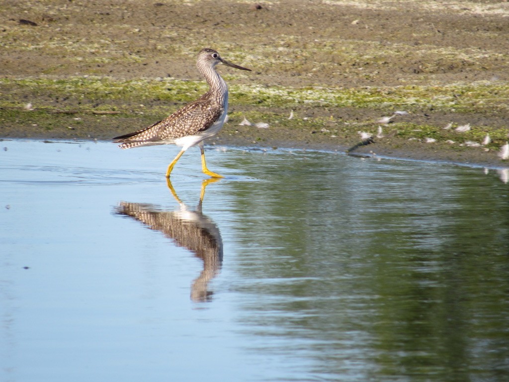 Greater Yellowlegs - ML485082681