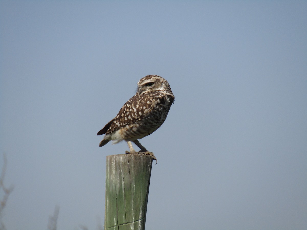 Burrowing Owl - ML485082701