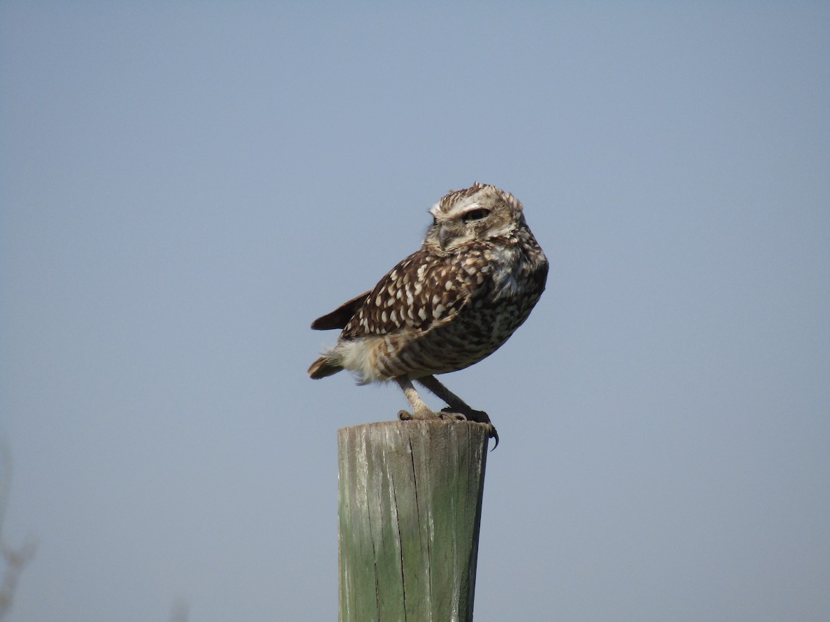 Burrowing Owl - ML485082711