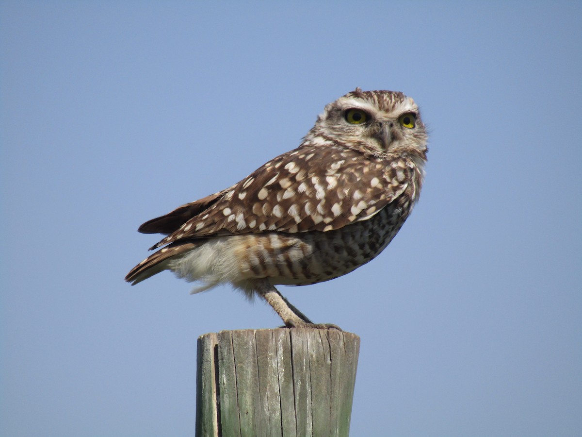 Burrowing Owl - ML485082721