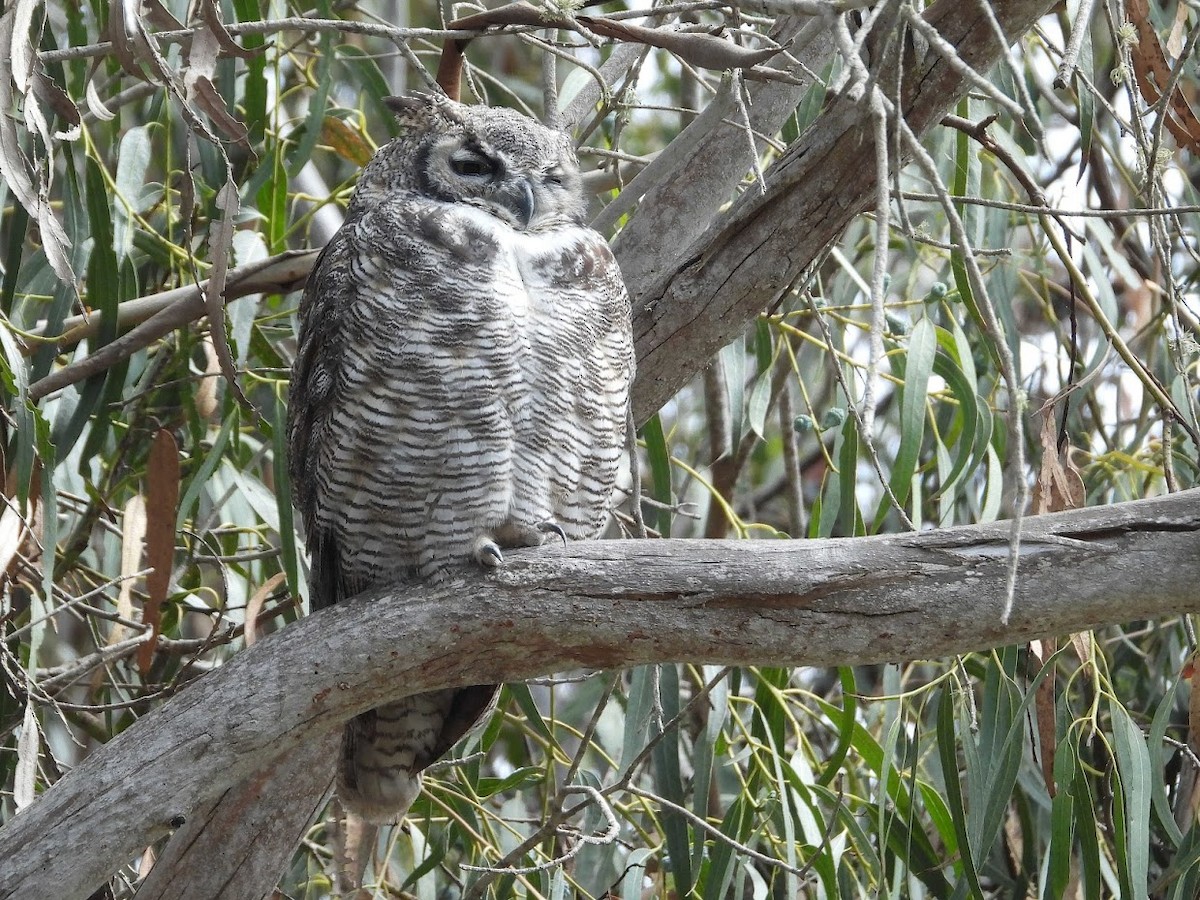 Great Horned Owl - ML485083081