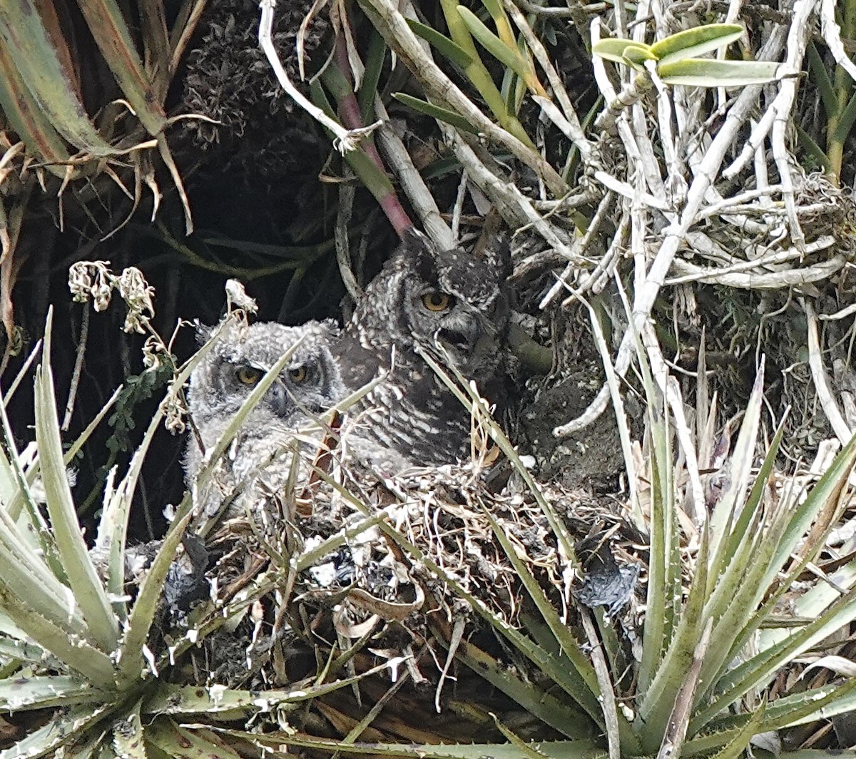 Great Horned Owl - ML485083251