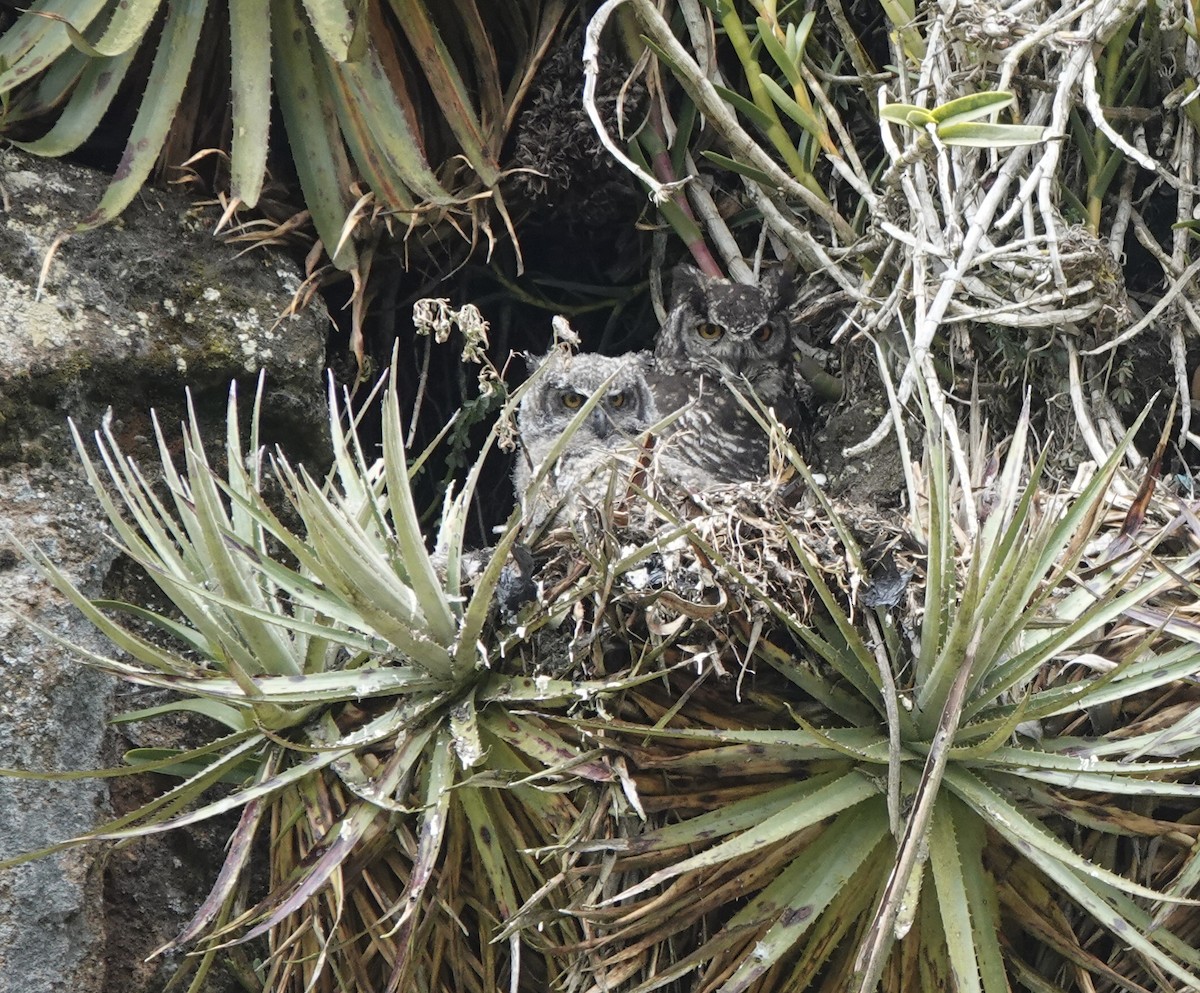 Great Horned Owl - ML485083261