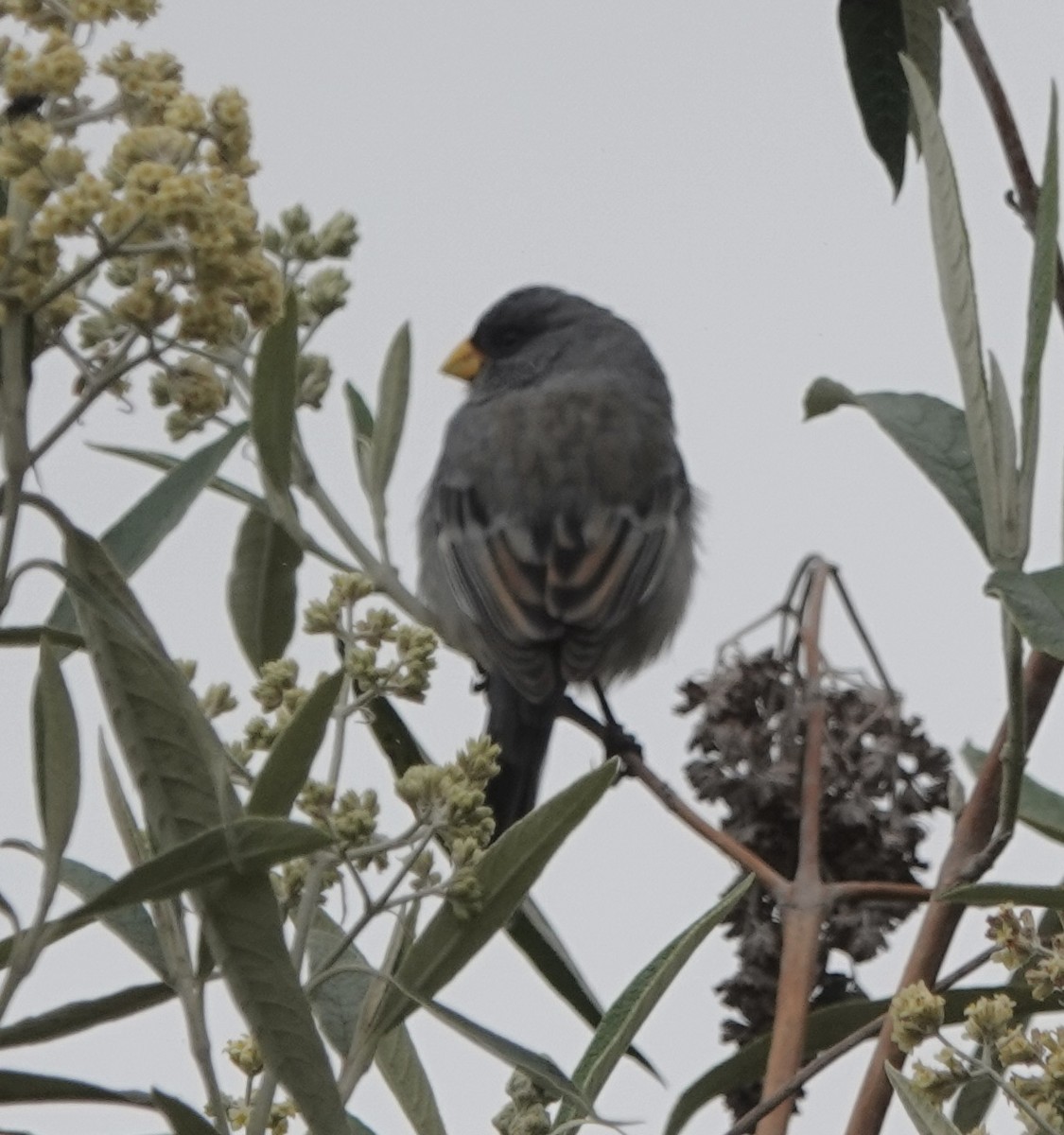 Band-tailed Seedeater - Howard Laidlaw