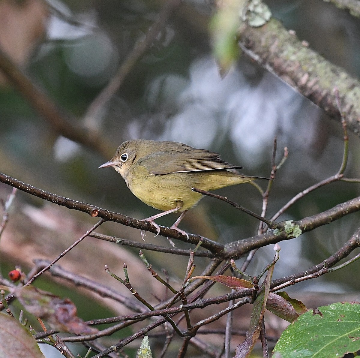 Connecticut Warbler - ML485086341