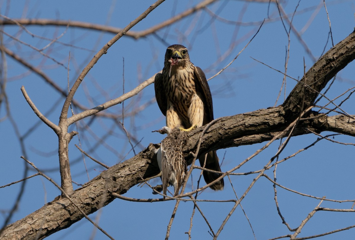 Merlin - Justin Labadie