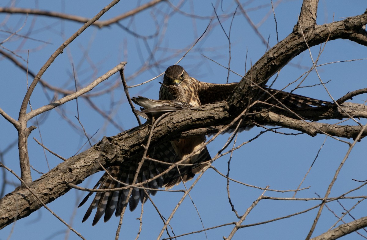 Merlin - ML485087981