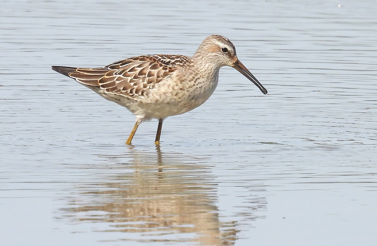 Stilt Sandpiper - Jean Iron