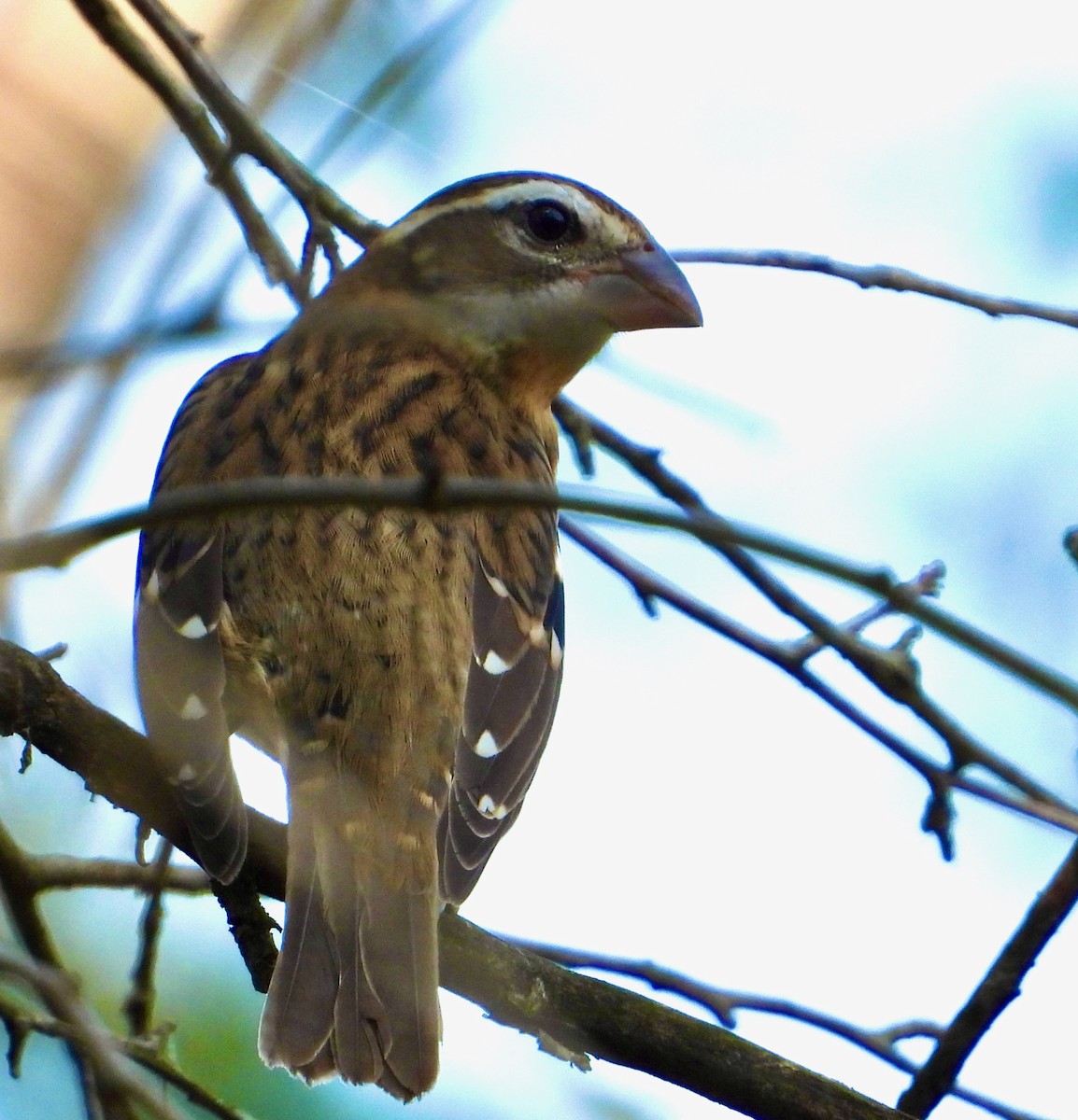 Rose-breasted Grosbeak - ML485089881