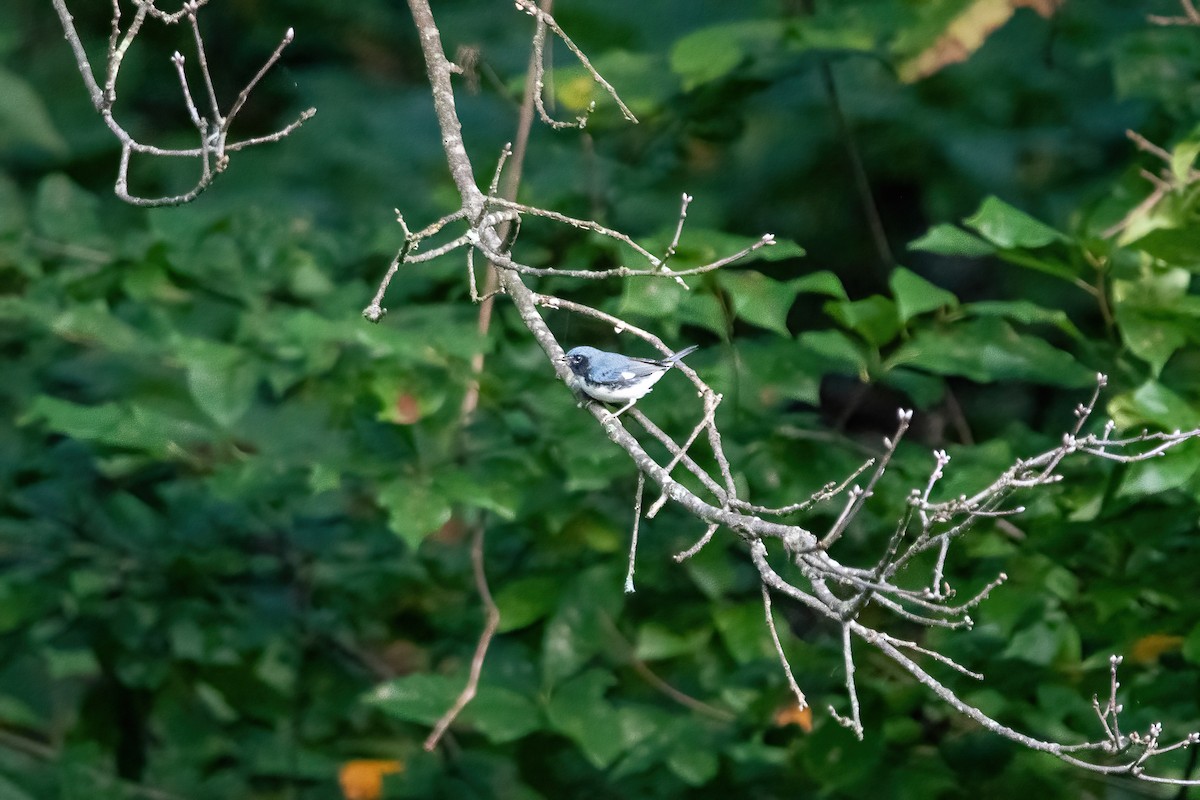 Black-throated Blue Warbler - ML485092031