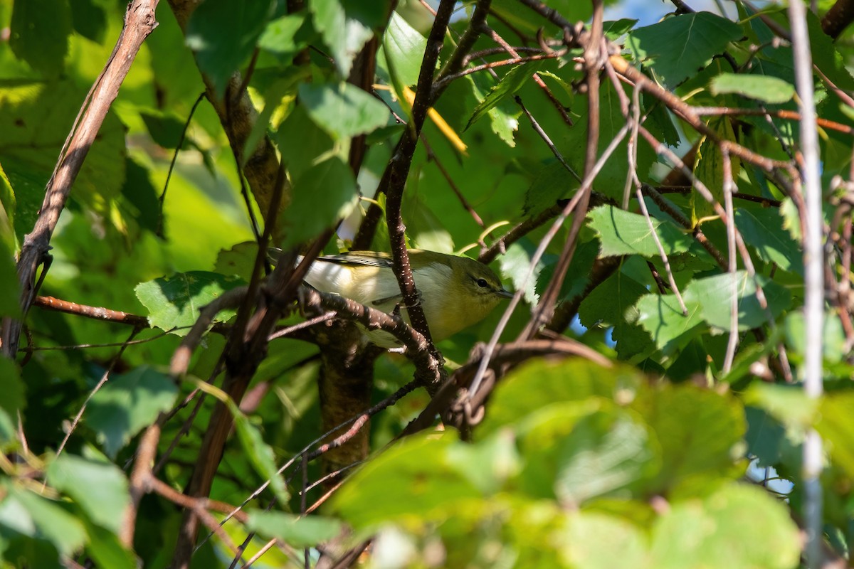 Philadelphia Vireo - ML485092351