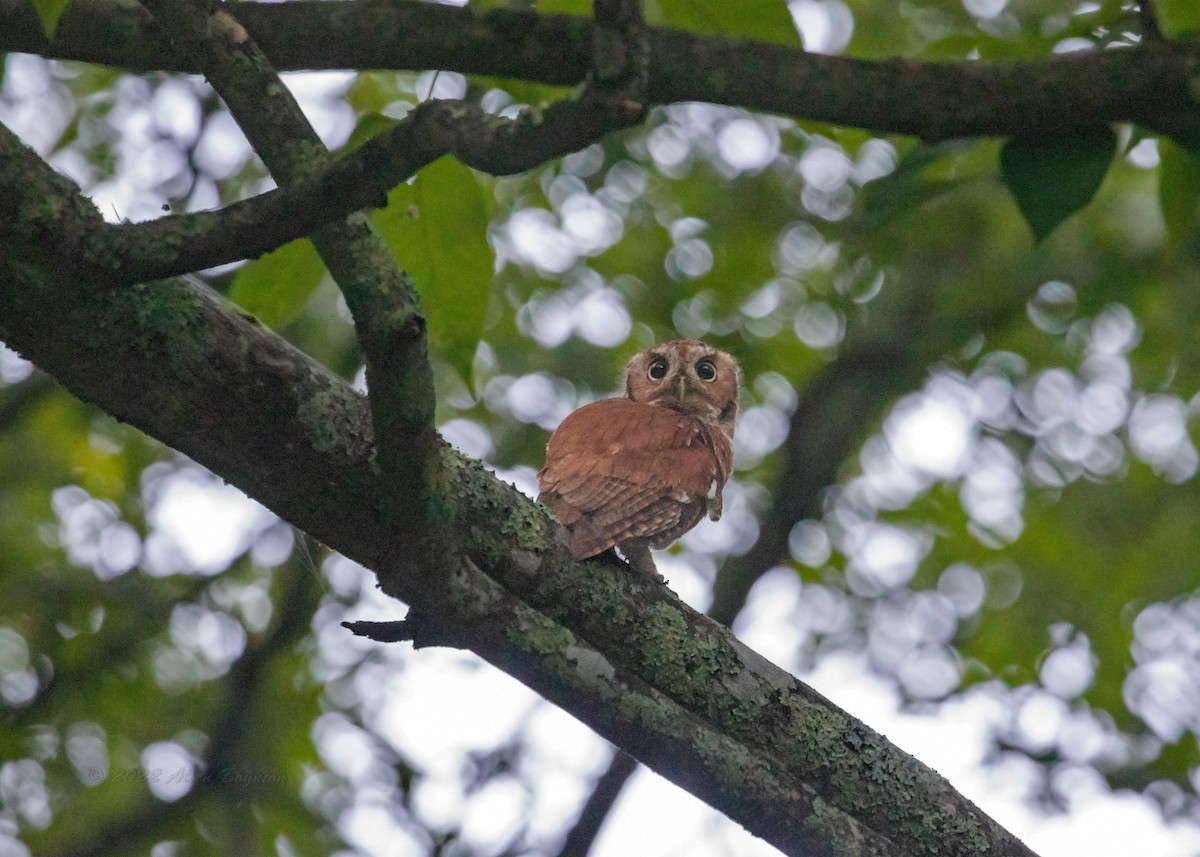 Eastern Screech-Owl - ML485092581