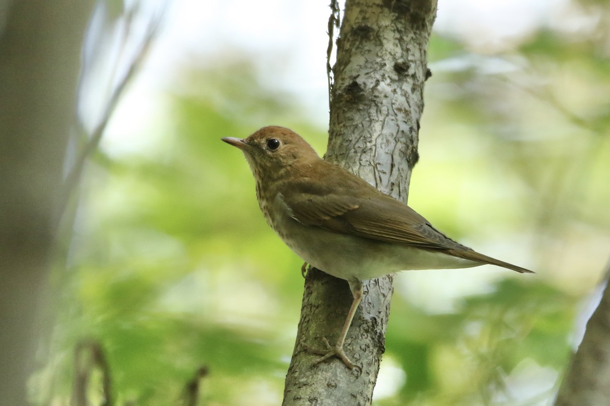 Veery - ML485092801