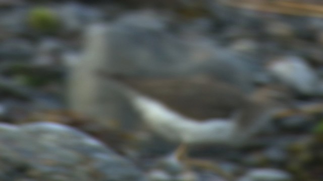 Spotted Sandpiper - ML485093