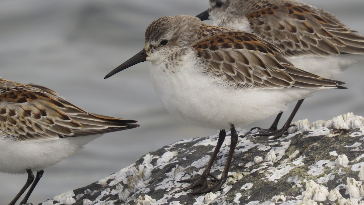 Western Sandpiper - Josiah Chase