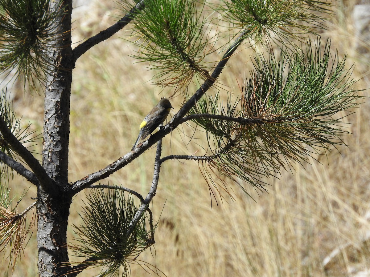 Yellow-rumped Warbler - ML485094631