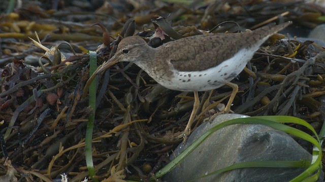 Spotted Sandpiper - ML485095