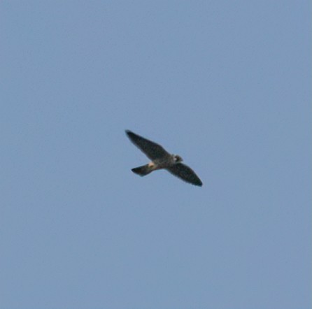 Peregrine Falcon - ML485095201