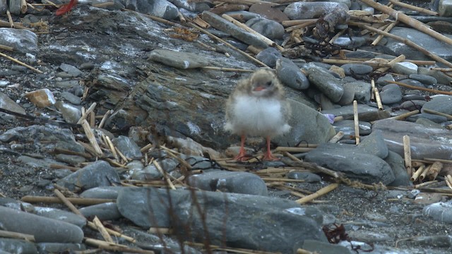 Common Tern - ML485096