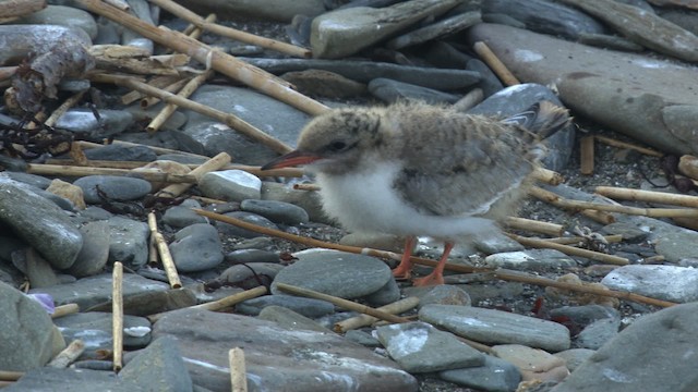 Common Tern - ML485098