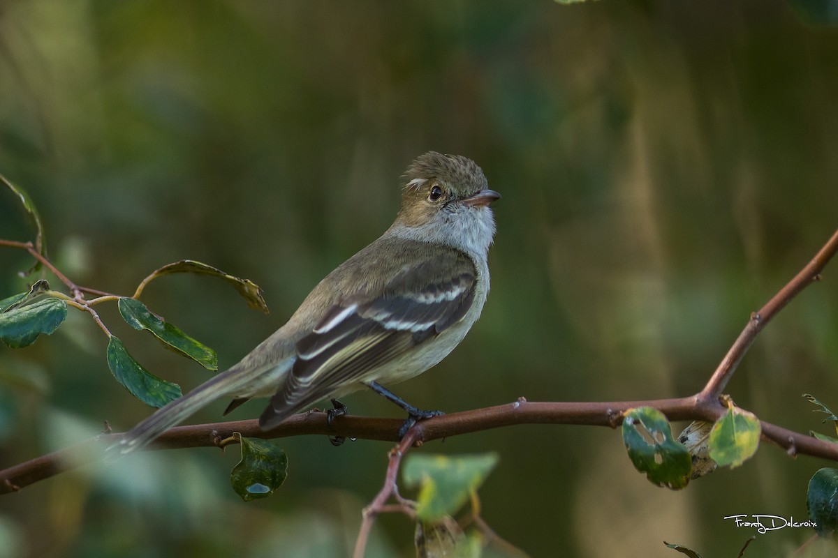 Caribbean Elaenia - Frantz Delcroix (Duzont)