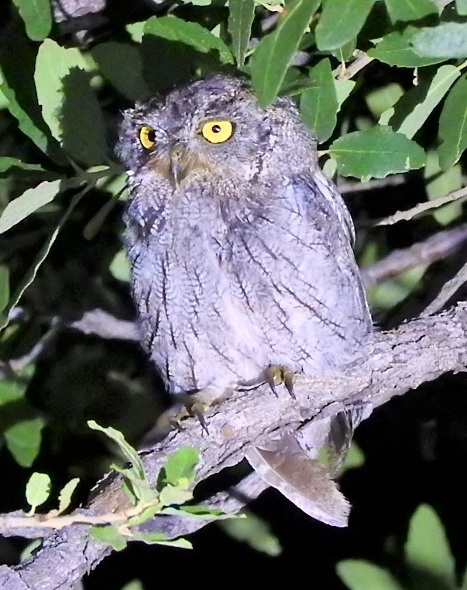 Western Screech-Owl - ML485099911