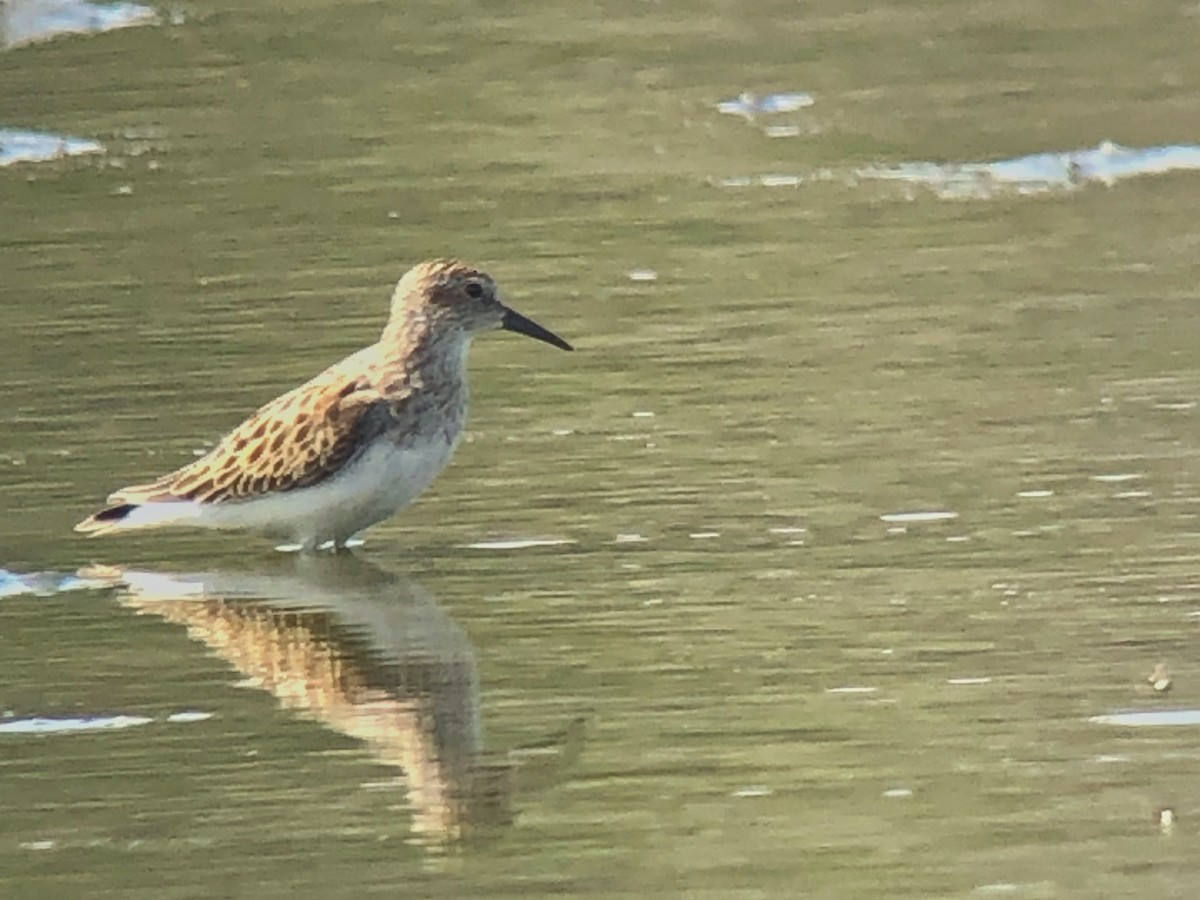 Least Sandpiper - ML485099931