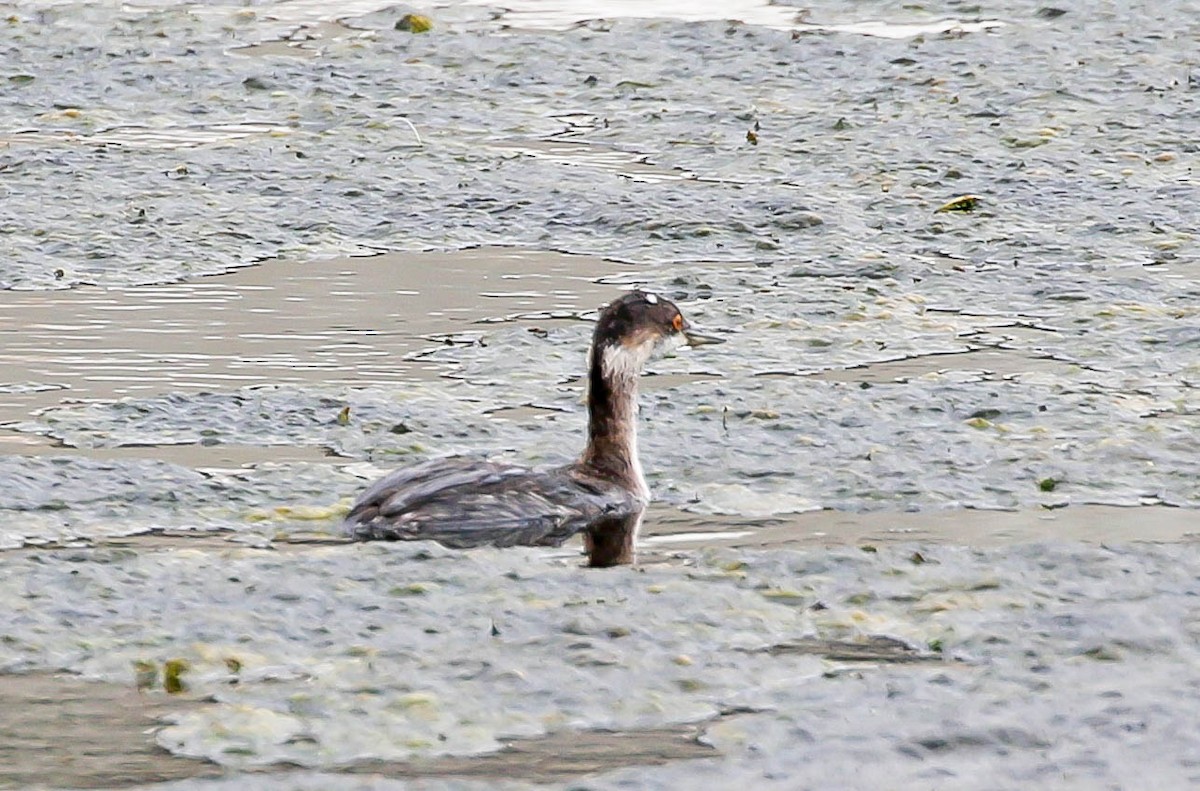 Eared Grebe - ML485100231