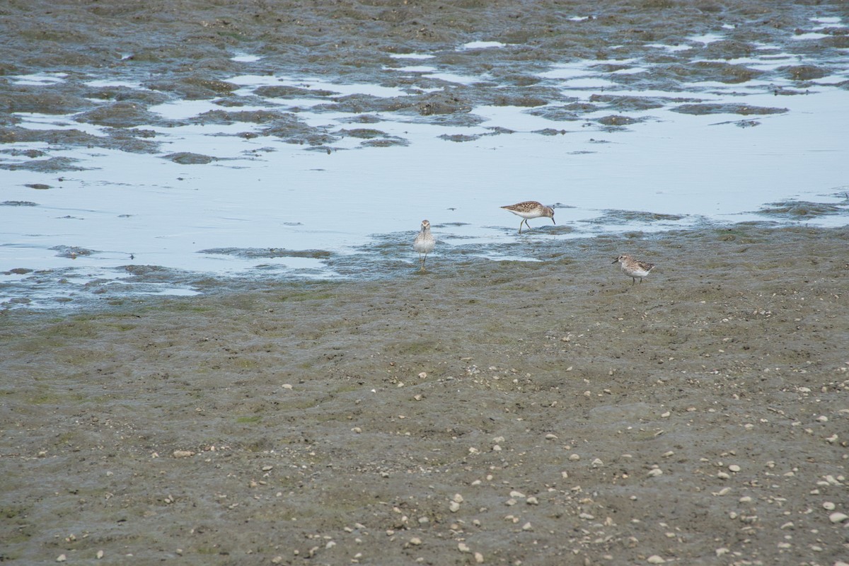 Least Sandpiper - ML485100481