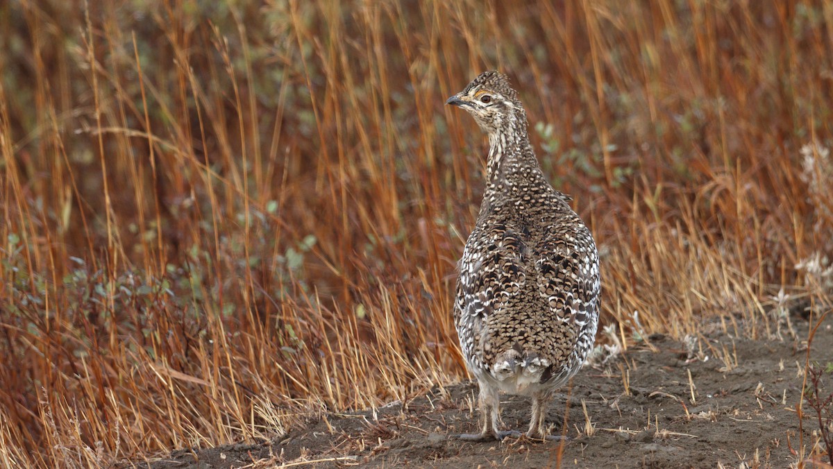 Sharp-tailed Grouse - ML485101051