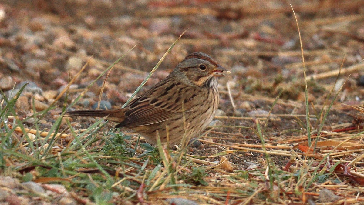 Lincoln's Sparrow - ML485101111