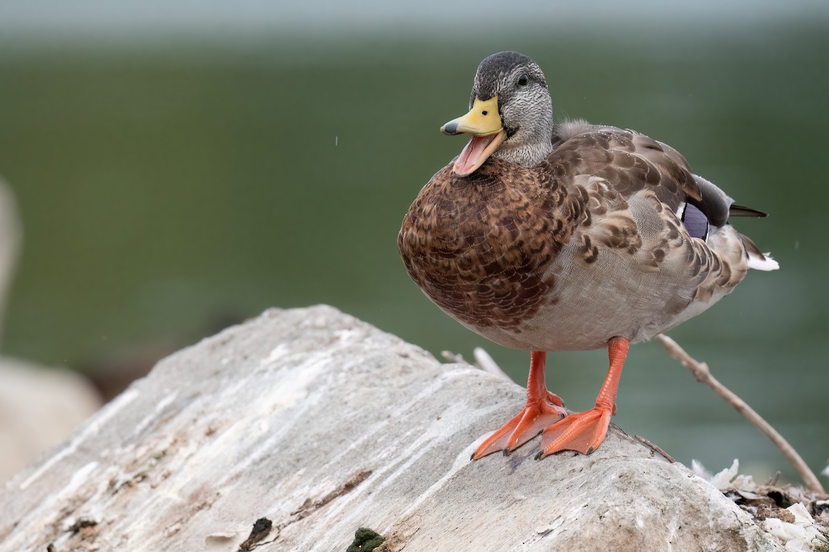 Mallard - Ben  Lucking