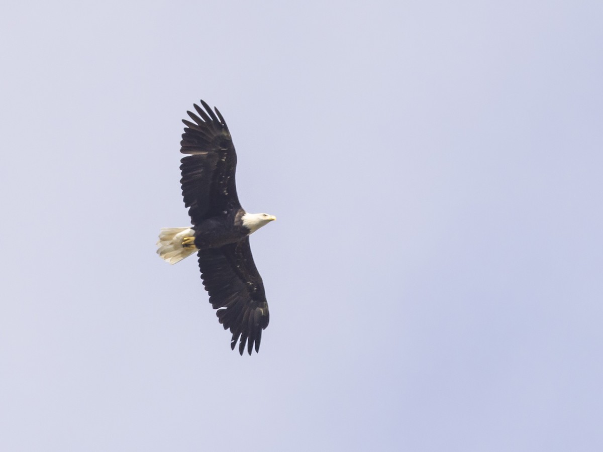 Bald Eagle - ML485101991